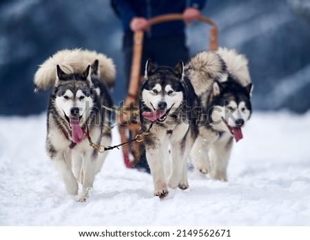 TUSNAD, ROMANIA - february 02 : portrait of dogs participating in the Dog Sled Racing Contest. On February 02, 2019 in TUSNAD, Romania Royalty-Free Stock Photo #2149562671