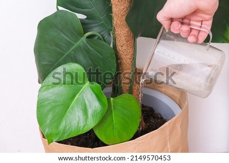 A man waters a monstera plant from a watering can. Care of home plants. Monstera care. The trending monstera plant. Royalty-Free Stock Photo #2149570453