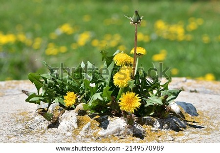 Yellow flower plant. Blurry background. Spring time.
