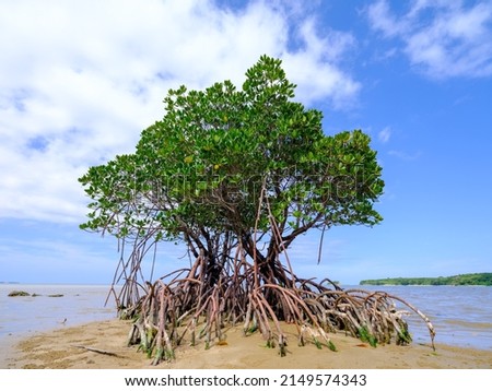 Loop-root mangrove in iriomote island  Royalty-Free Stock Photo #2149574343