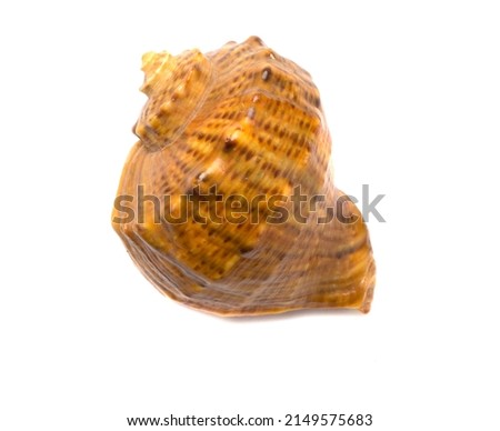 Sea shell isolated on white background, top view.