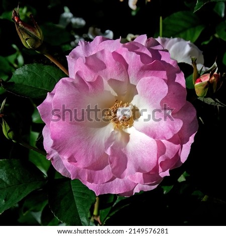 Beautiful Pink and white French Rose flower closeup in a garden setting. Top view.