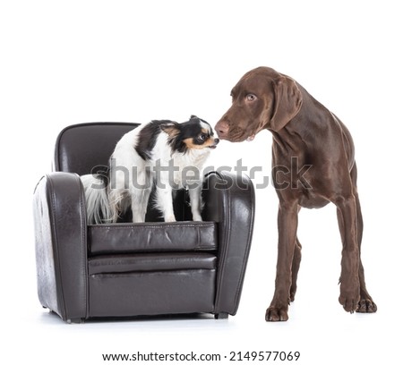 Young German Shorthaired Pointer with chihuahua in an armchair on white background
