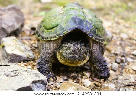 Juvenile young common snapping turtle in natural habitat Royalty-Free Stock Photo #2149581891