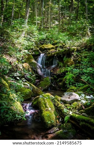 Stream Flows Down A Thick Mountain Forest in The Great Smoky Mountains