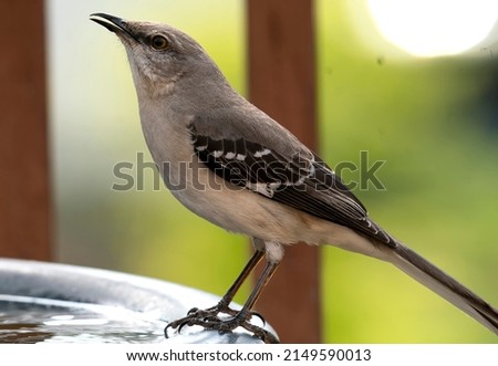 Northern Mockingbird up on a high perch                               
