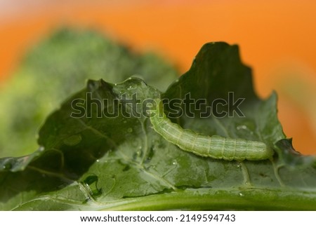 
a hungry green caterpillar walks over an organic broccoli