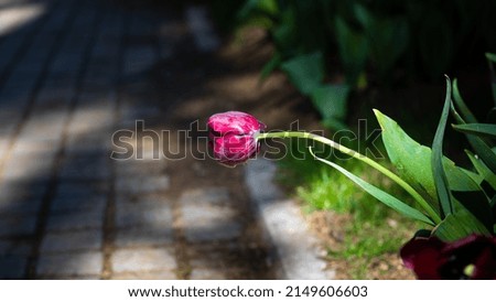 A lonely pink tulip near the pavement. Spring blossom background photo. 