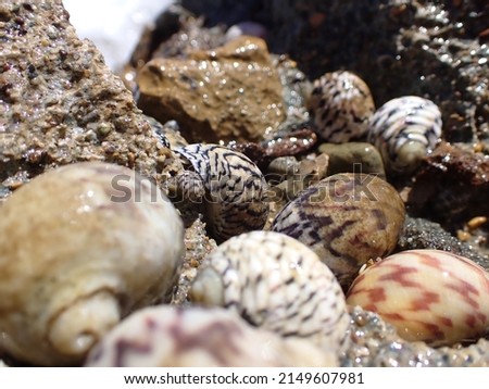 Seashell with intricate patterns focused in center surrounded by out of focus seashells