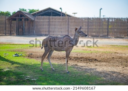 young antelope lives in the Dubai Zoo