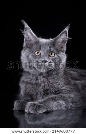 Maine Coon Kitten on a black background. grey cat yawns portrait in studio