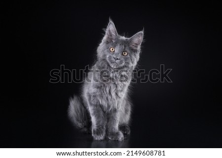 Maine Coon Kitten on a black background. grey cat yawns portrait in studio