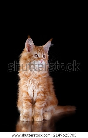red Maine Coon Kitten on a black background. striped cat yawns portrait in studio