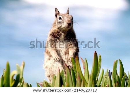 Close up of one California ground squirrel (Spermophilus beecheyi) standing in green pigface sour ice plants side view eating. Postcard picture with blue skies in the background.