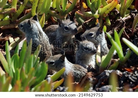Close up of baby California ground squirrels (Spermophilus beecheyi) sitting in nest in green pigface sour ice plants side view eating. Postcard picture with blue skies in the background.