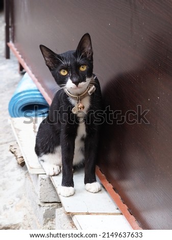 Black kitten on the street , Hong Kong