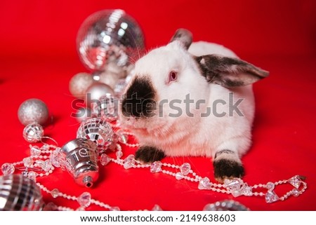 A white Rabbit with a black nose sits among toys on a red background. New Year's photo for a calendar or magazine. Symbol of the year 2023