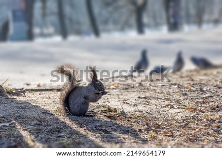 Black Canadian squirrel sits on ground and eats nuts in park. Selective focus. Spring color of animals. Rare animals. High quality photo