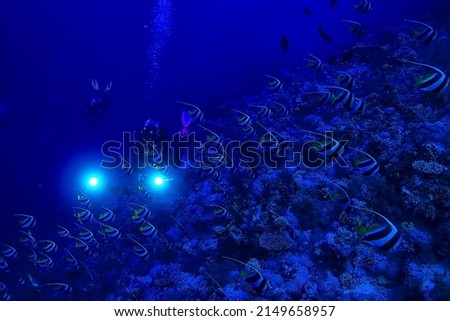 Butterfly fish underwater flock diving in the sea background wild under water nature Royalty-Free Stock Photo #2149658957