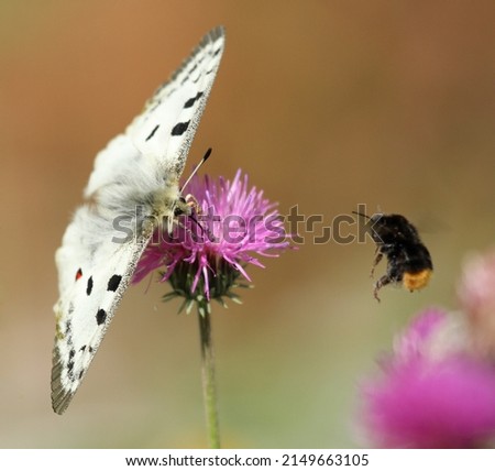 The butterfly Apollo - parnassius apollo - on a flower with mason bee flying by