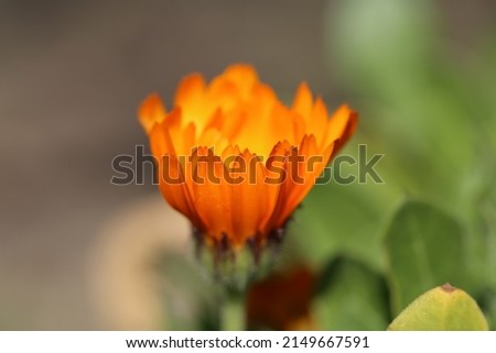 Calendula officinalis, the pot, common, ruddles  or Scotch marigold, Mary's gold is a flowering plant in the daisy family Asteraceae. 