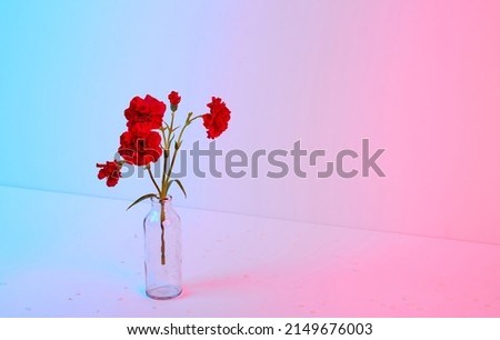 Red carnation bouquet in glass vase on pink and blue background. Copy space. Flower design. Empty text place. Business card. Memorial day. Minimalism. Happy celebration. Holiday decoration. Concept.