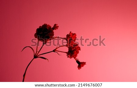 Red carnation bouquet branch on pink color background. Copy space. Flower design. Empty text place. Business card. Memorial day. Minimalism. Happy celebration. Holiday decoration. Conceptual.