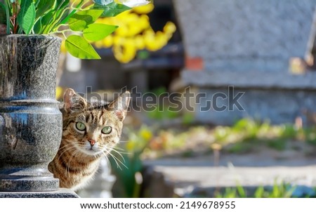 Graveyard cat hiding behind a flower pot