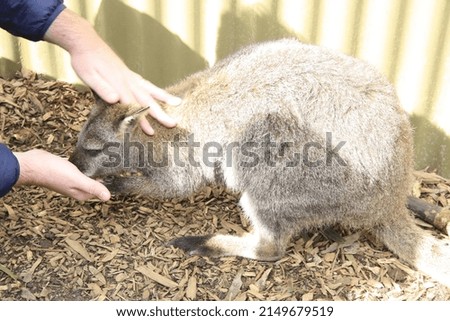 A little kangaroo. eating out of someone's hand.