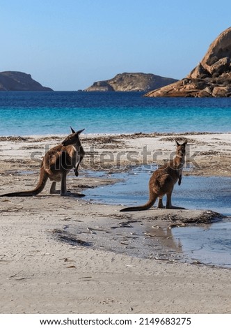 Two kangaroos on a beach drinking from a rain water puddle, with blue water and sky and islands in the background