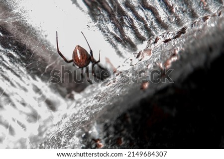 Black Widow Spider Backside Crawling Away