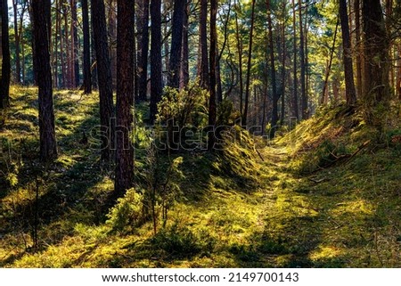 Early spring swampy undergrowth of mixed forest in Kampinos nature reserve near Palmiry village near Warsaw in Mazovia region of central Poland Royalty-Free Stock Photo #2149700143