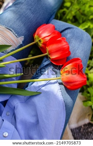 red tulips.  bouquet of tulips on a blue background. background picture. denim background. spring season