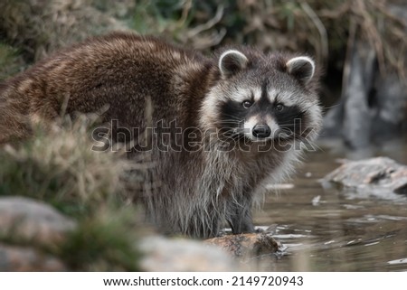 Raccoon portait by the water