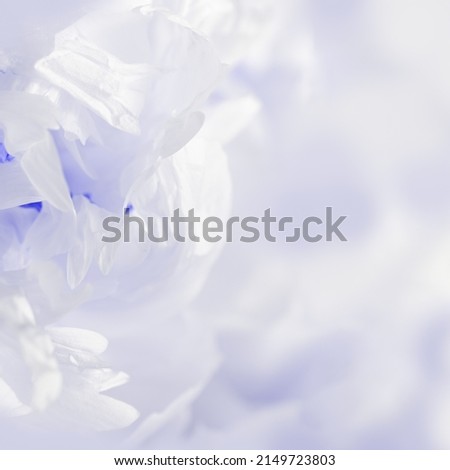 Closeup white peony flower, blurred macro petals very peri color, natural floral background, selective focus. Natural fresh blossoming flower petals. Spring blooming, aesthetic flowery nature fon