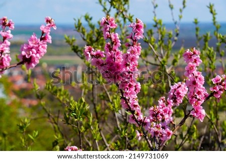 Blooming wild peach with pink flowers.