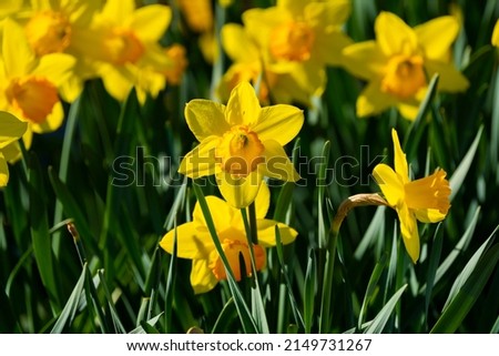 Amazing yellow daffodils flower field in the day sunlight. The perfect image for spring background, flower landscape. Royalty-Free Stock Photo #2149731267
