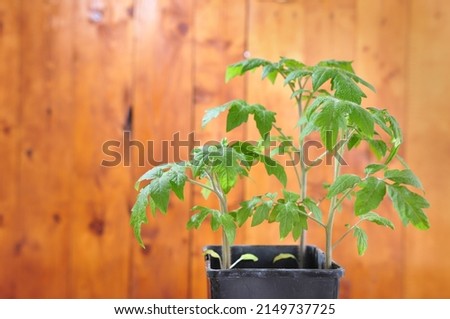 Green leaves of tomatoes on wooden background, free space 