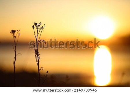 Bright spring sunset at the Gaulosen nature reserve , dead plant silhouette and yellow blurred background 