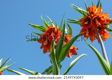 inverted tulip, an endemic flower in turkey Royalty-Free Stock Photo #2149743097
