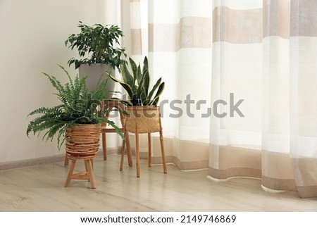 Beautiful houseplants near window in light room, space for text. Interior design Royalty-Free Stock Photo #2149746869