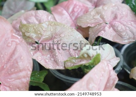 Araceae,Syngonium podophyllum,Syngonium hybrid Pink, on natural light background