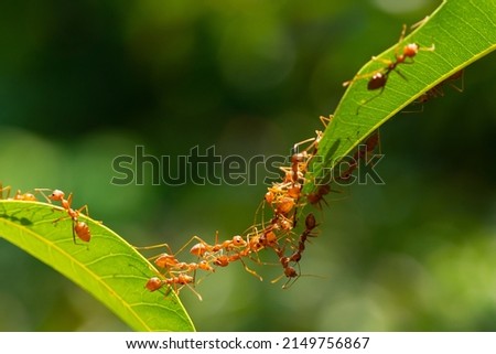 Ant action standing.Ant bridge unity team,Concept team work together Red ant,Weaver Ants (Oecophylla smaragdina), Action of ant carry food Royalty-Free Stock Photo #2149756867