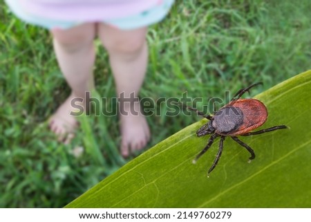 Bare child feet and deer tick in grass playground. Ixodes ricinus. Closeup of toddler small legs playing on summer green meadow with lurking dangerous parasite. Encephalitis or Lyme disease attention. Royalty-Free Stock Photo #2149760279