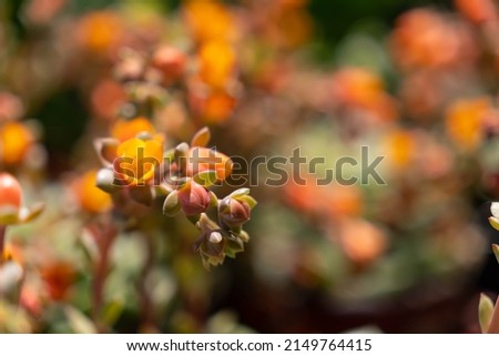Close up of pink echeveria succulent flowers. Vibrant orange and pink flowers on a blurry background. 