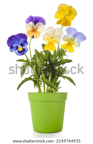 Pansy flowers mixin vase isolated on white background Royalty-Free Stock Photo #2149764935