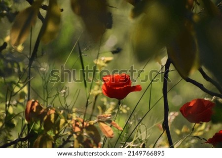 Poppy flower in the woods