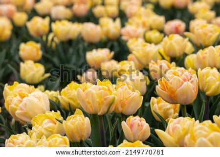Blooming yellow peach foxy foxtrot tulip field in the Netherlands, North Holland, bright double flowering tulips with water drops on petals Royalty-Free Stock Photo #2149770781
