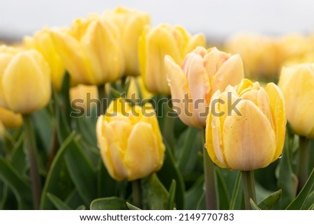 Blooming yellow peach foxy foxtrot tulip field in the Netherlands, North Holland, bright double flowering tulips with water drops on petals Royalty-Free Stock Photo #2149770783