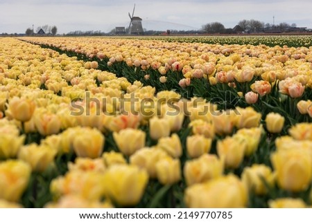Blooming yellow peach foxy foxtrot tulip field in the Netherlands, North Holland, bright double flowering tulips with water drops on petals Royalty-Free Stock Photo #2149770785